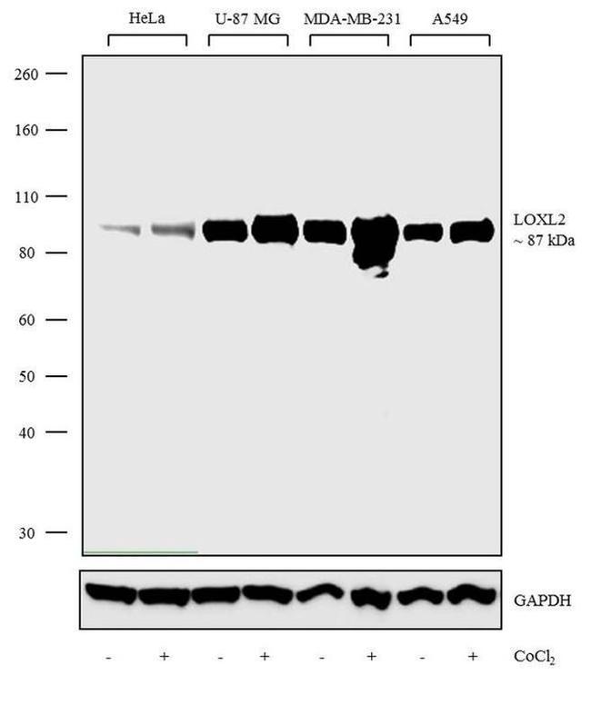 LOXL2 Antibody