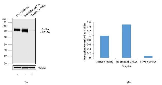 LOXL2 Antibody in Western Blot (WB)