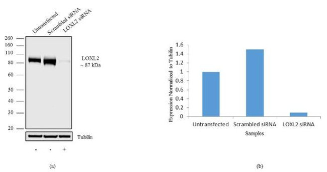 LOXL2 Antibody