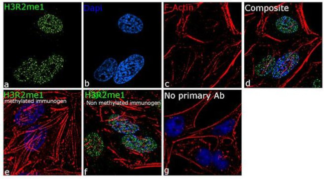 H3R2me1 Antibody in Immunocytochemistry (ICC/IF)