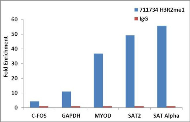 H3R2me1 Antibody in ChIP Assay (ChIP)