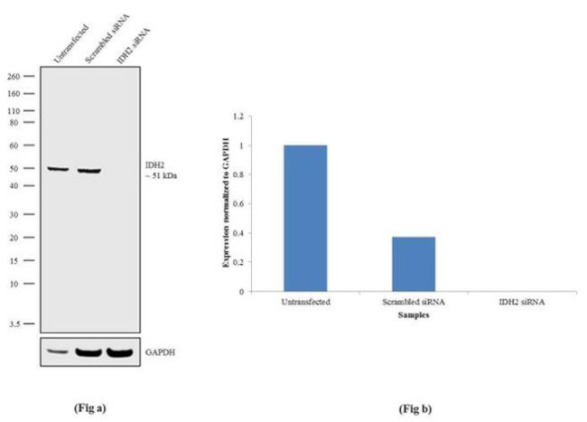 IDH2 Antibody