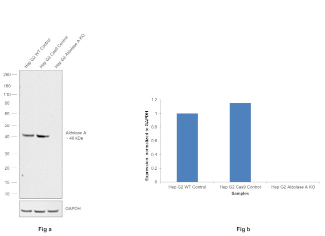 Aldolase A Antibody