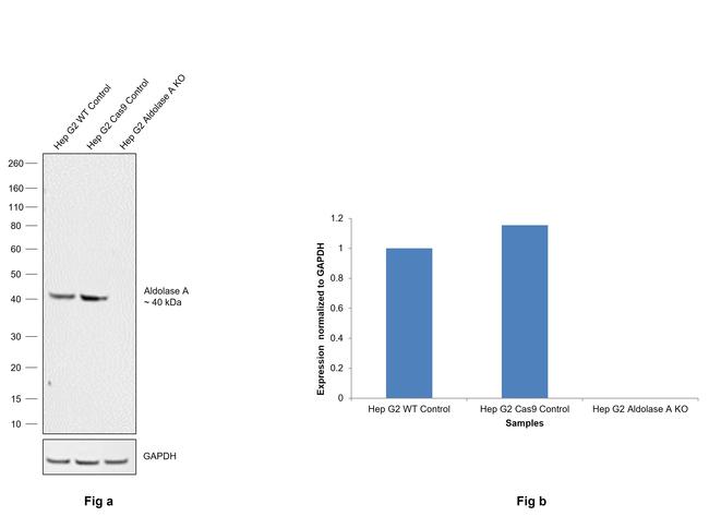 Aldolase A Antibody in Western Blot (WB)