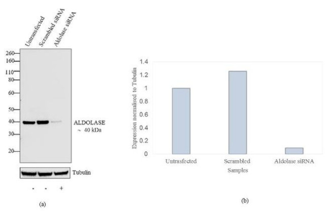 Aldolase A Antibody