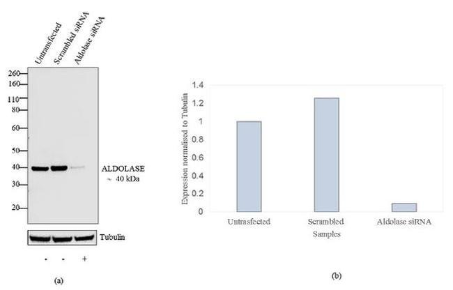 Aldolase A Antibody in Western Blot (WB)