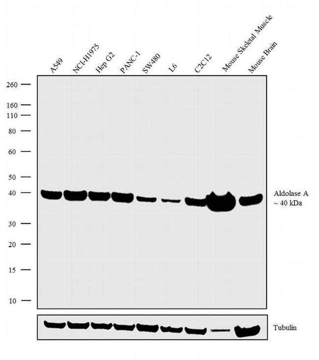 Aldolase A Antibody in Western Blot (WB)