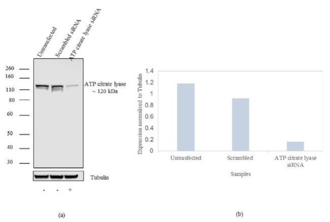 ATP Citrate lyase Antibody