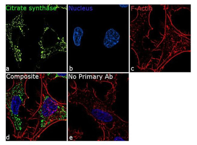 Citrate Synthase Antibody in Immunocytochemistry (ICC/IF)