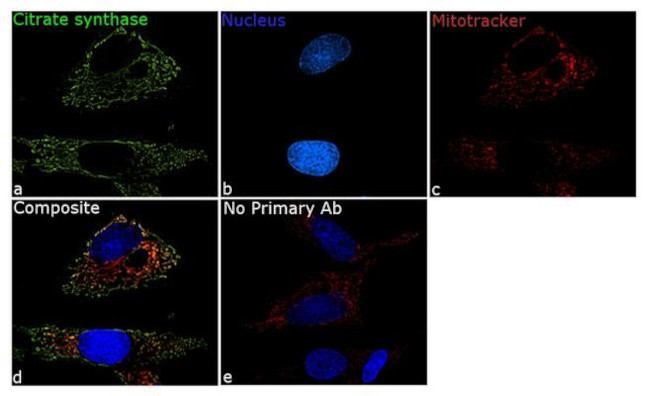 Citrate Synthase Antibody in Immunocytochemistry (ICC/IF)