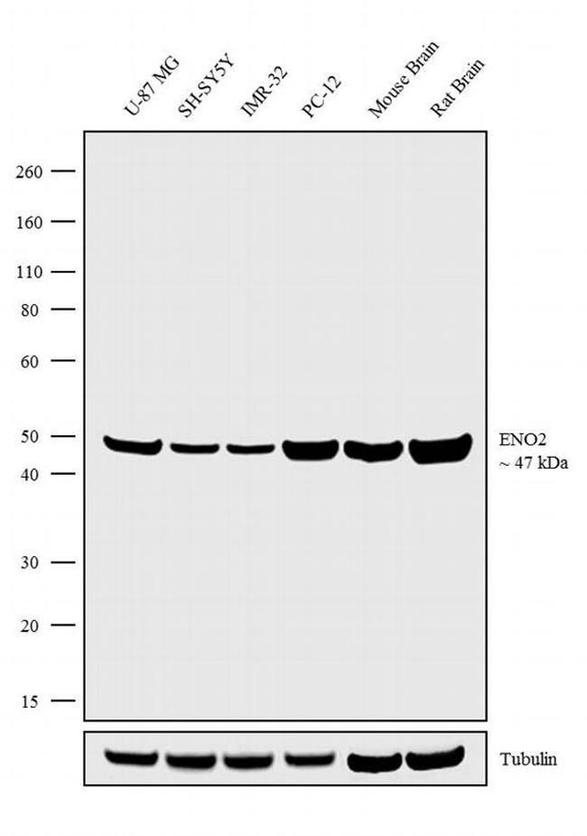 NSE Antibody in Western Blot (WB)