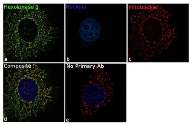 HK1 Antibody in Immunocytochemistry (ICC/IF)