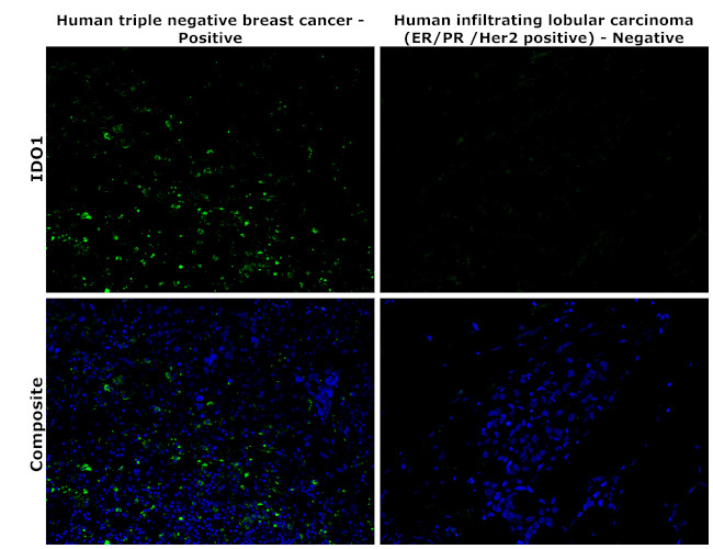 IDO Antibody in Immunohistochemistry (Paraffin) (IHC (P))