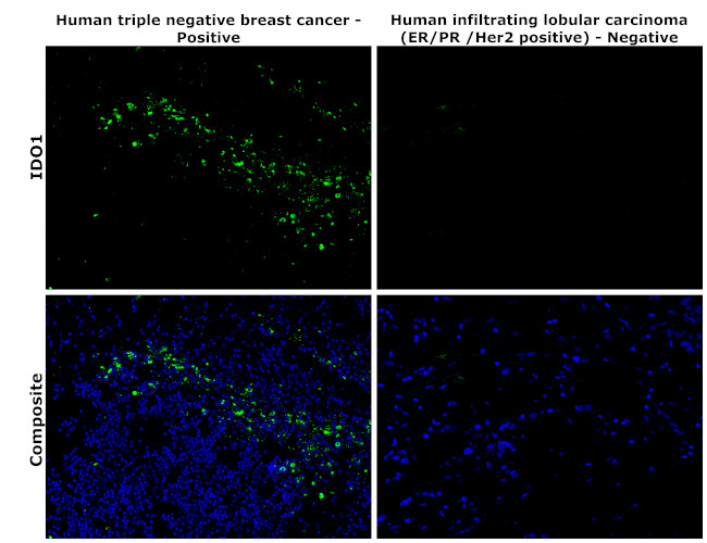 IDO Antibody in Immunohistochemistry (Paraffin) (IHC (P))