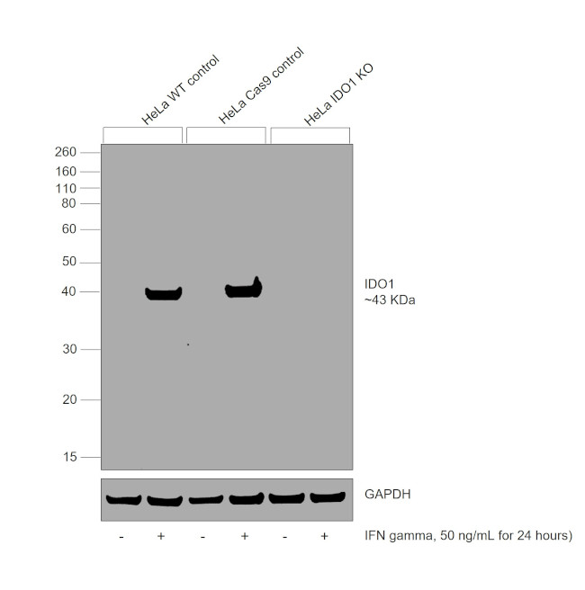 IDO Antibody in Western Blot (WB)