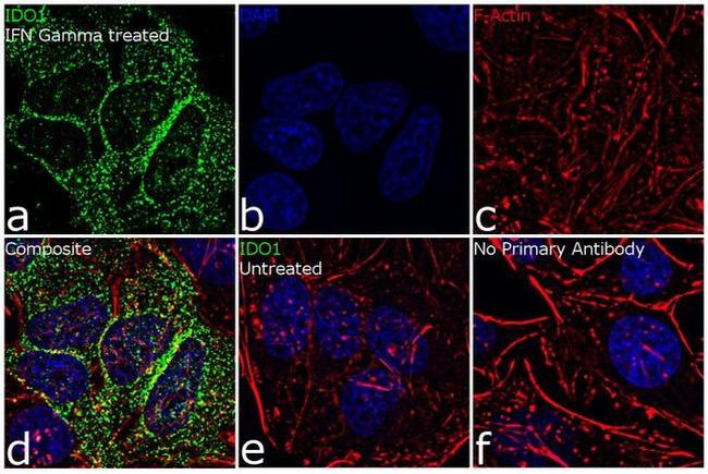 IDO Antibody