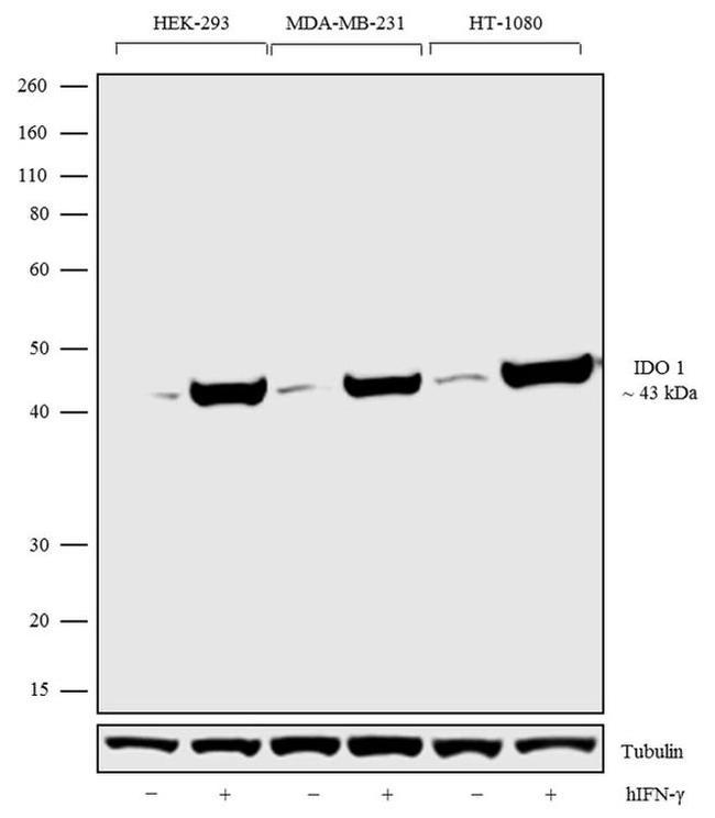 IDO Antibody in Western Blot (WB)