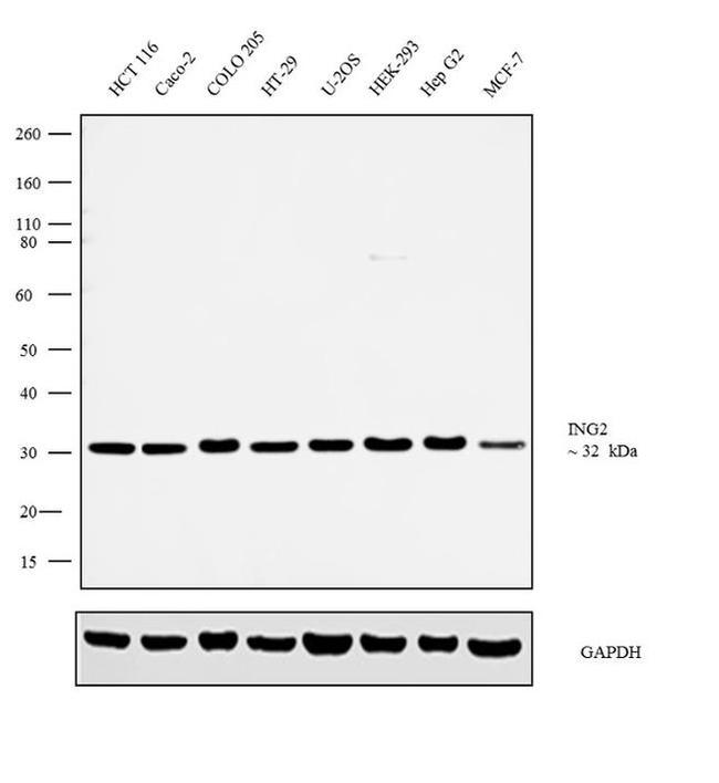 ING2 Antibody in Western Blot (WB)