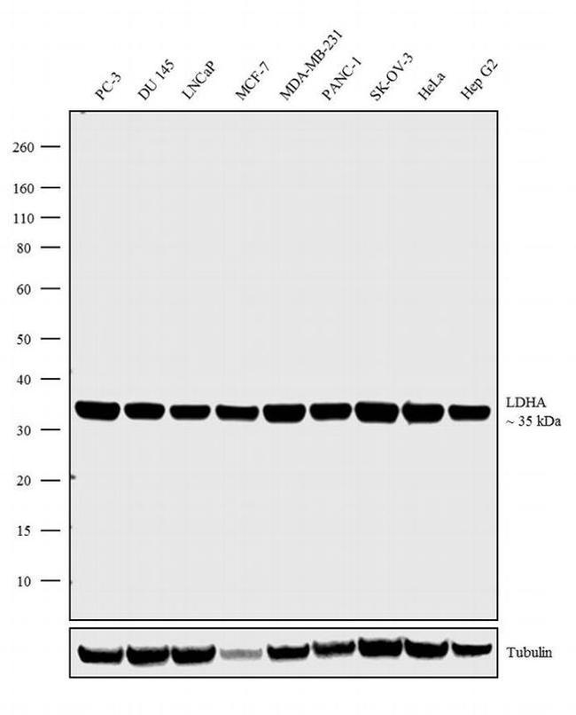 LDHA Antibody in Western Blot (WB)