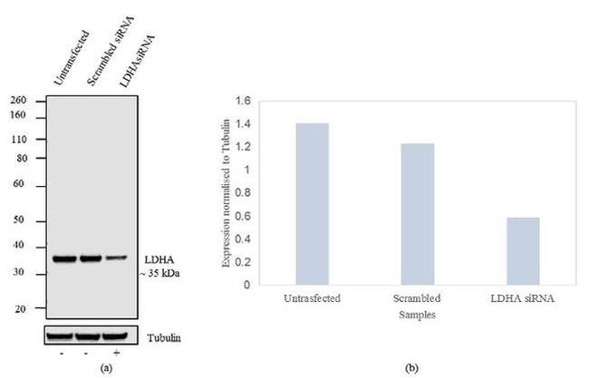 LDHA Antibody in Western Blot (WB)