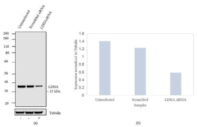 LDHA Antibody