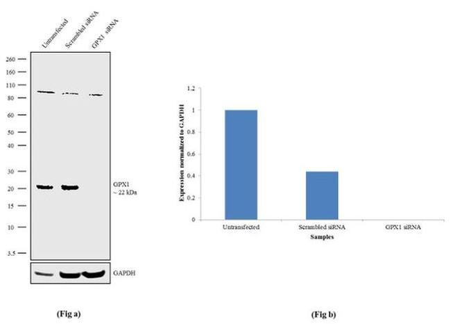 GPX1 Antibody in Western Blot (WB)