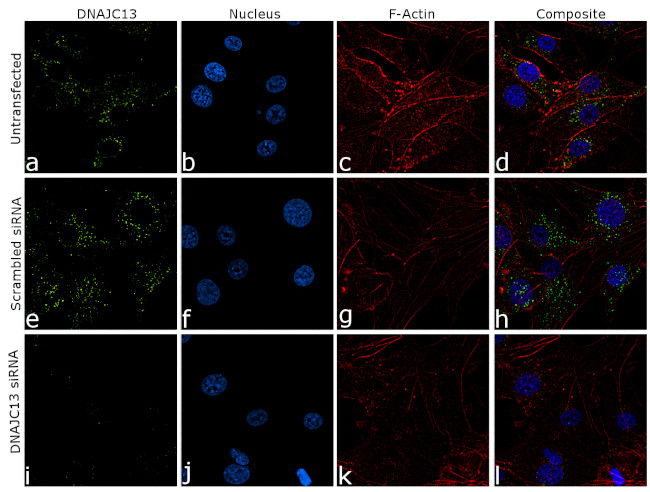 DNAJC13 Antibody in Immunocytochemistry (ICC/IF)