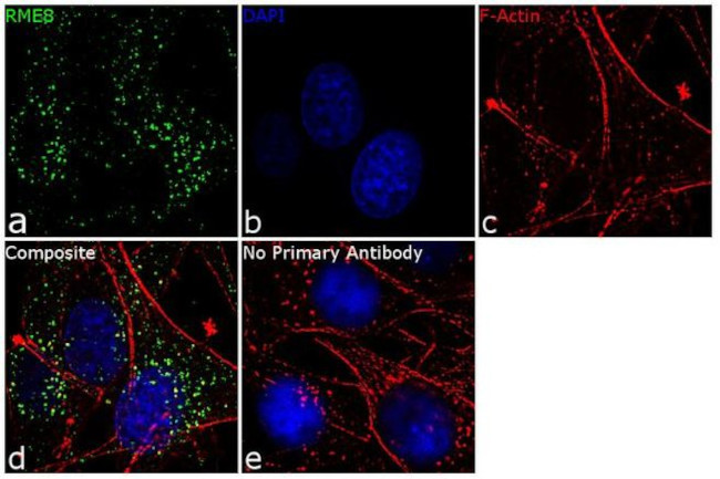 DNAJC13 Antibody in Immunocytochemistry (ICC/IF)