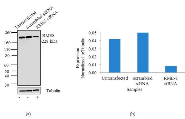 DNAJC13 Antibody