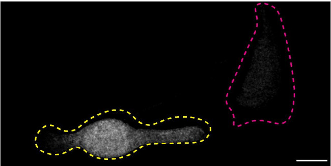 SOD1 Antibody in Immunocytochemistry (ICC/IF)