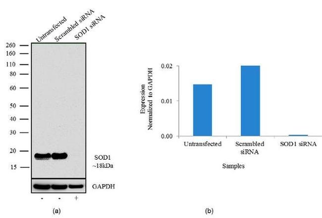 SOD1 Antibody in Western Blot (WB)