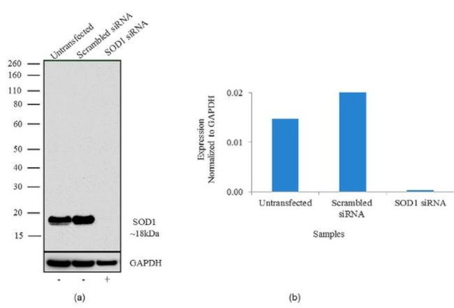 SOD1 Antibody