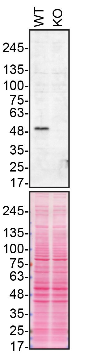 Parkin Antibody