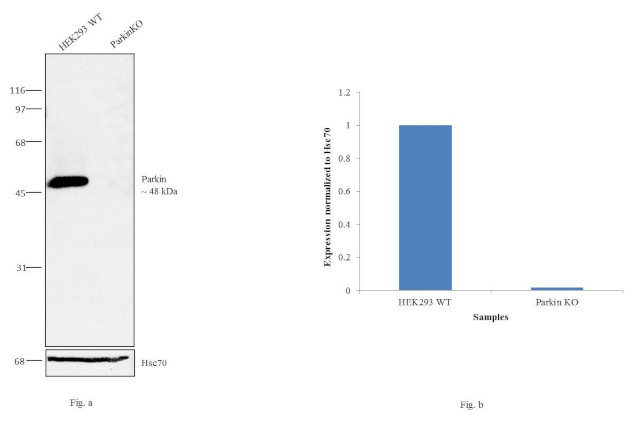 Parkin Antibody