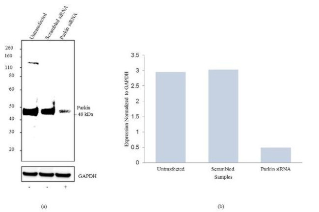 Parkin Antibody