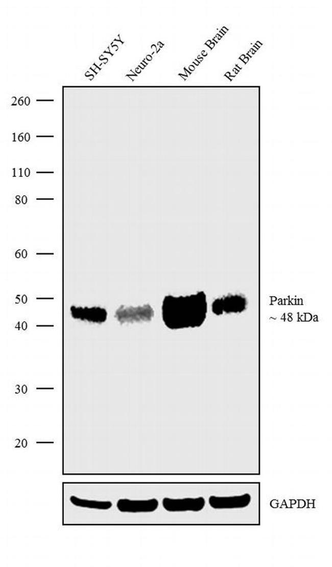 Parkin Antibody in Western Blot (WB)