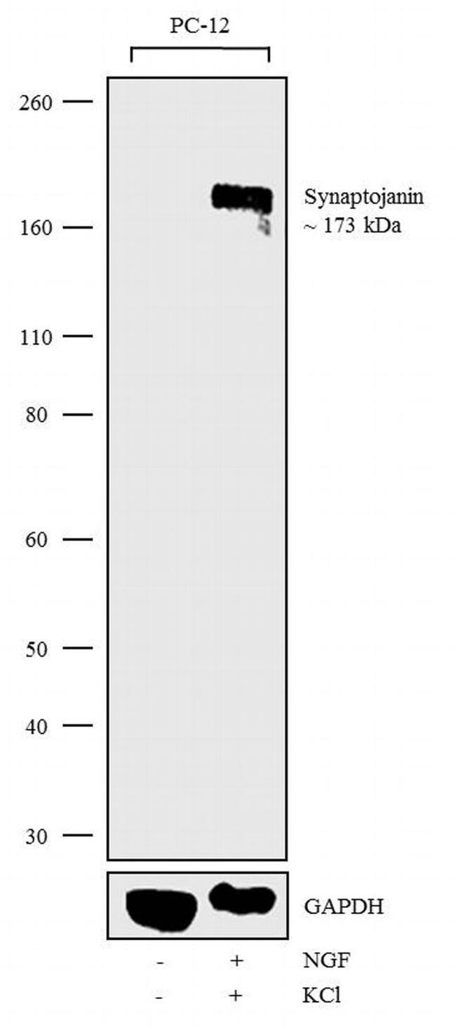 Synaptojanin 1 Antibody