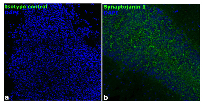 Synaptojanin 1 Antibody in Immunohistochemistry (Frozen) (IHC (F))