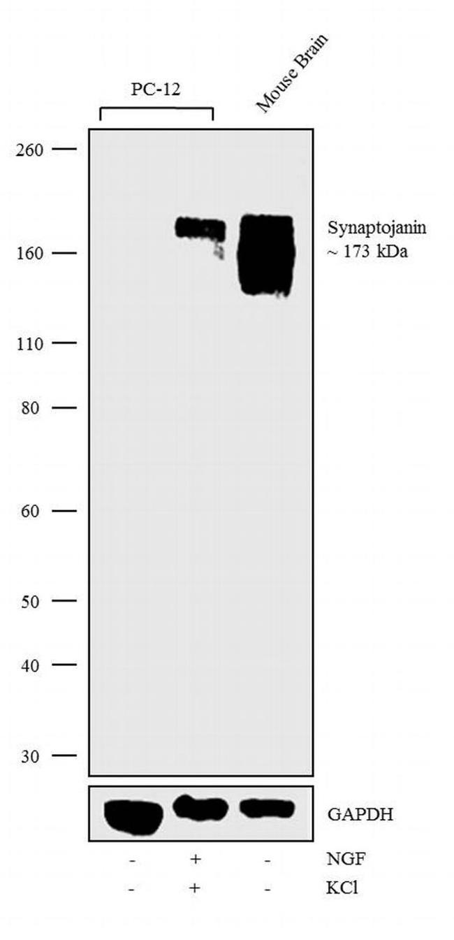 Synaptojanin 1 Antibody in Western Blot (WB)