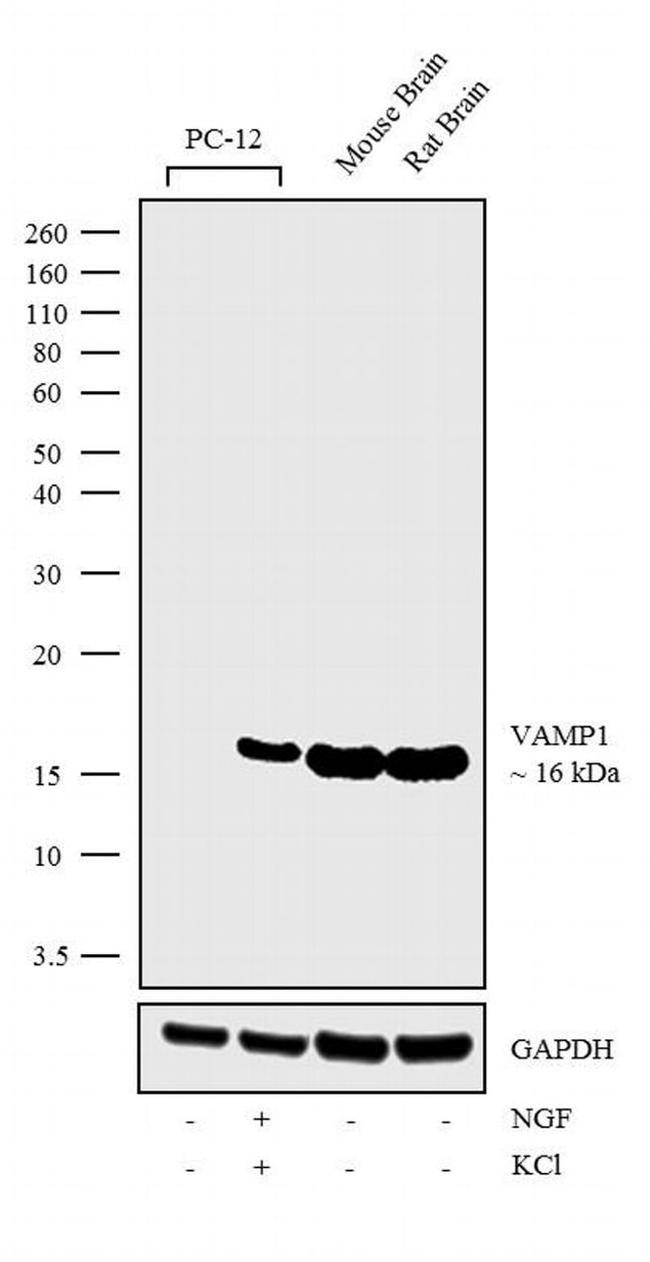 VAMP1 Antibody in Western Blot (WB)