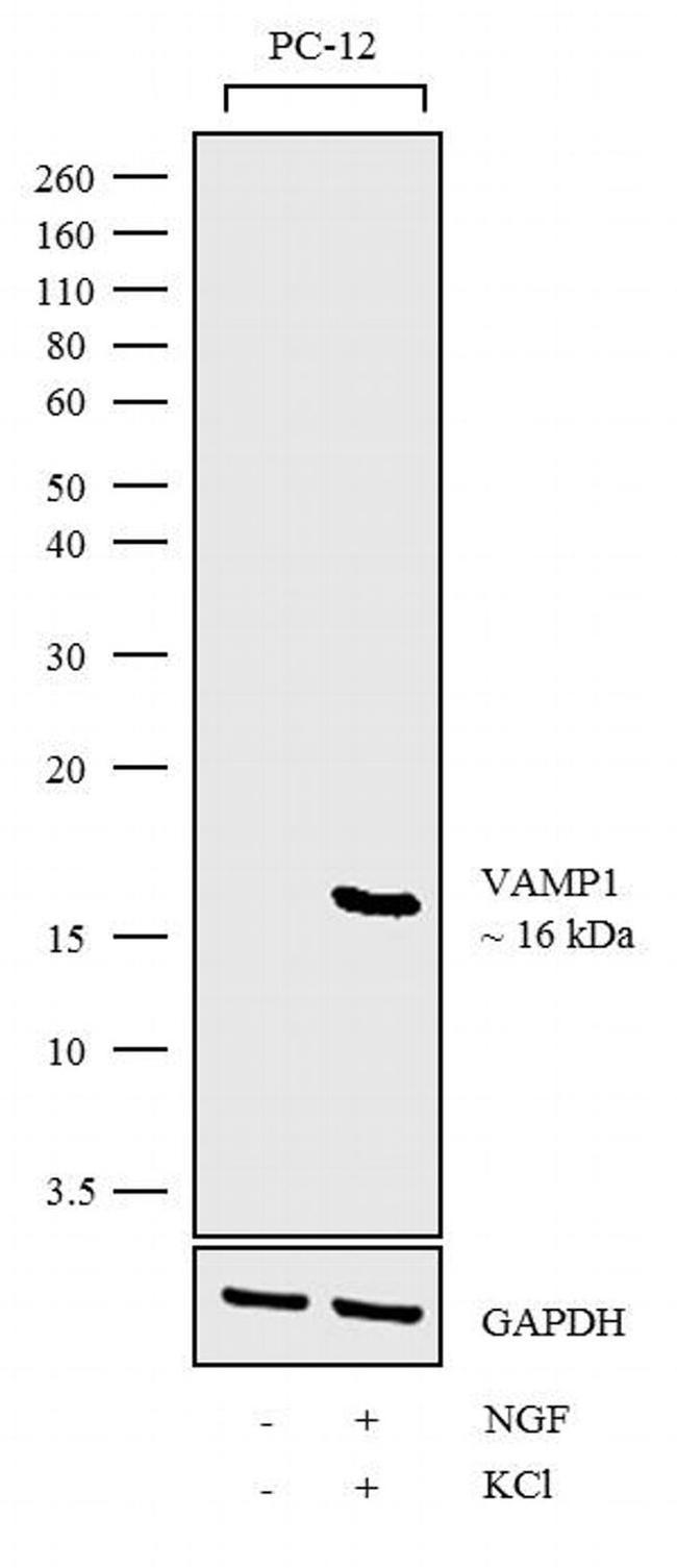 VAMP1 Antibody