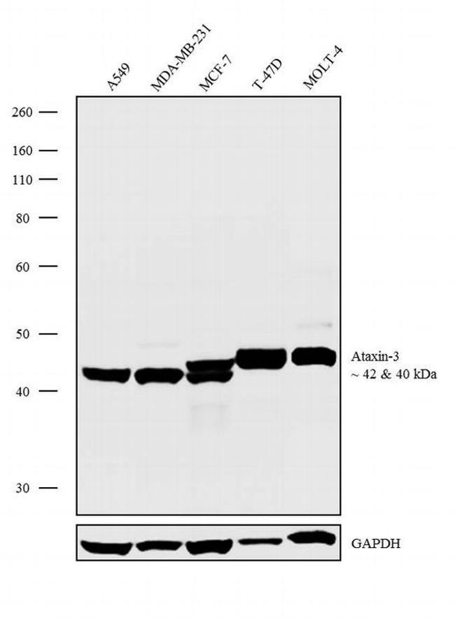 Ataxin 3 Antibody in Western Blot (WB)