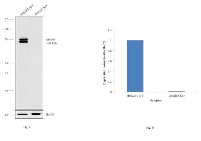 Ataxin 3 Antibody in Western Blot (WB)