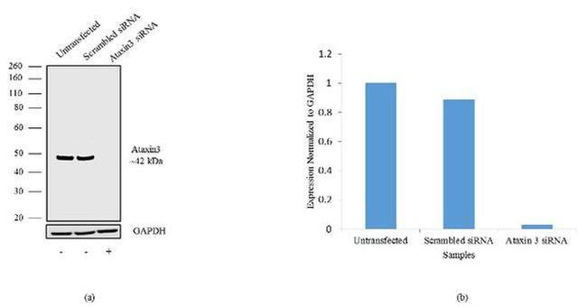 Ataxin 3 Antibody in Western Blot (WB)