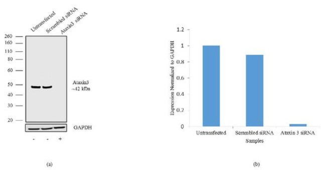 Ataxin 3 Antibody