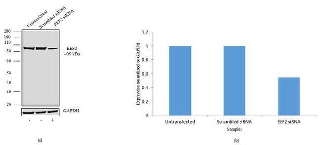 EEF2 Antibody in Western Blot (WB)