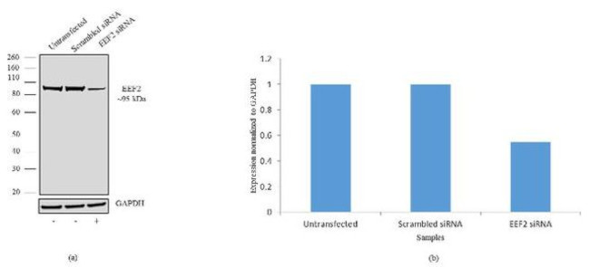 EEF2 Antibody