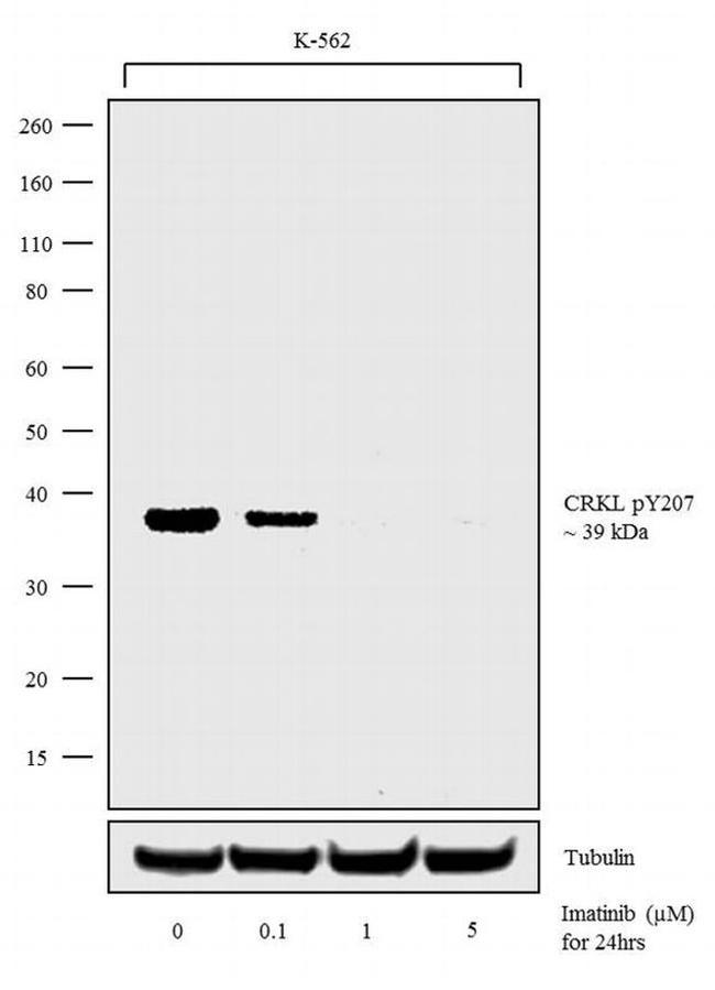 Phospho-CrkL (Tyr207) Antibody in Western Blot (WB)