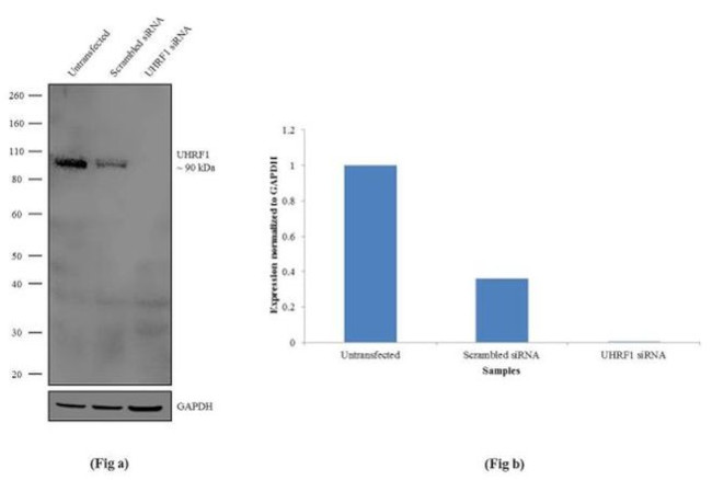 UHRF1 Antibody