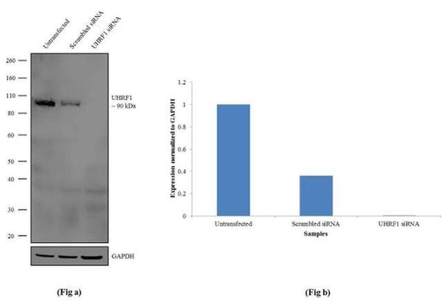 UHRF1 Antibody in Western Blot (WB)